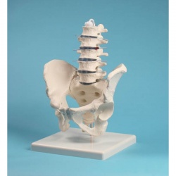 Lumbar Spine Model with Pelvis